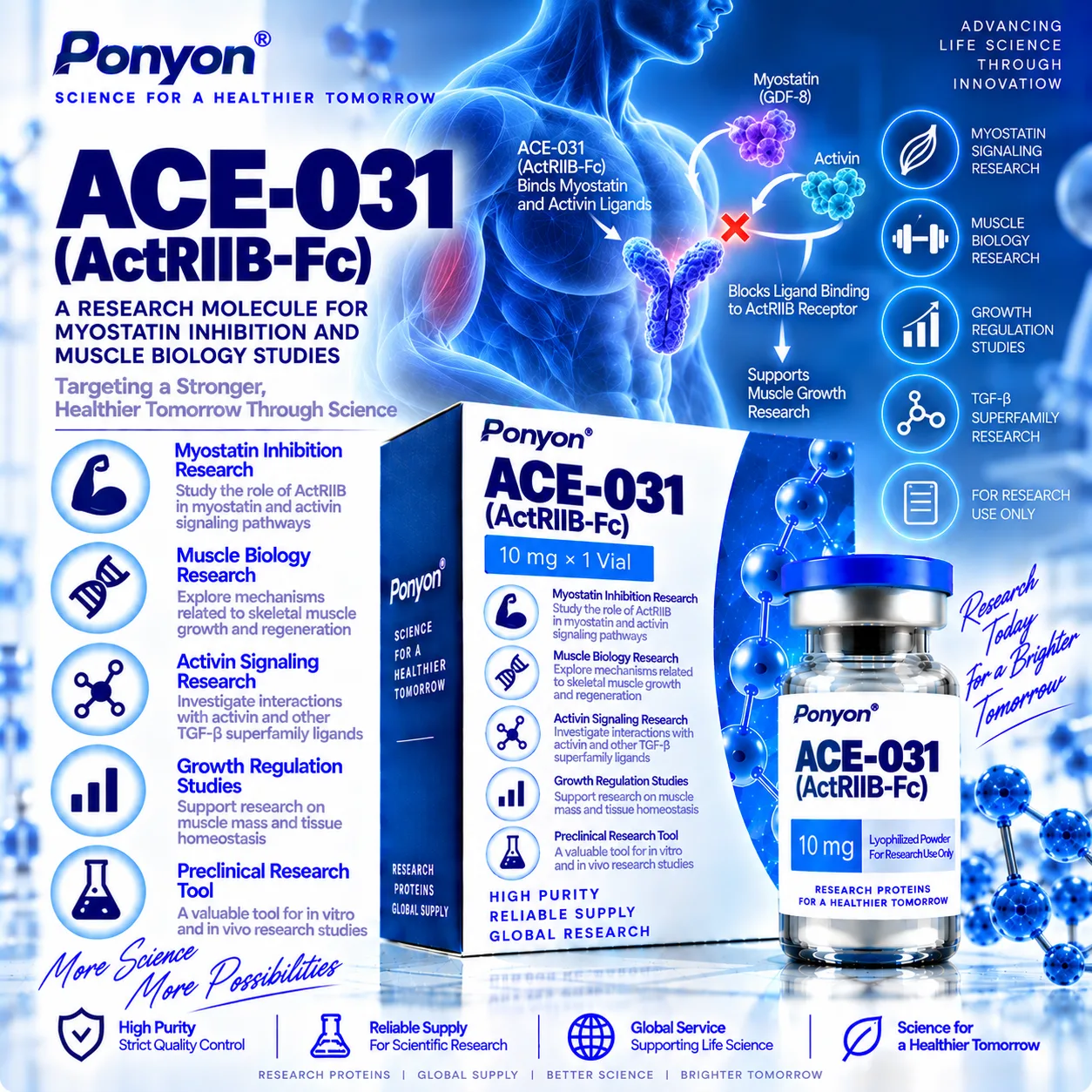 ACE-031 (ActRIIB-Fc)