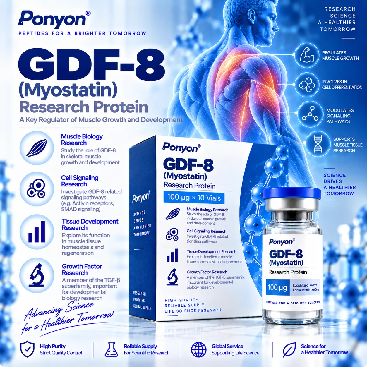 GDF-8 (Growth Differentiation Factor 8 / Myostatin) 1mg×10vials