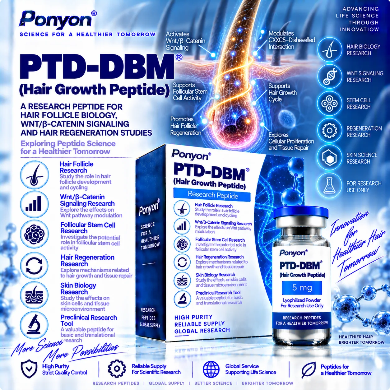 PTD-DBM (Protein Transduction Domain–Dishevelled Binding Motif)