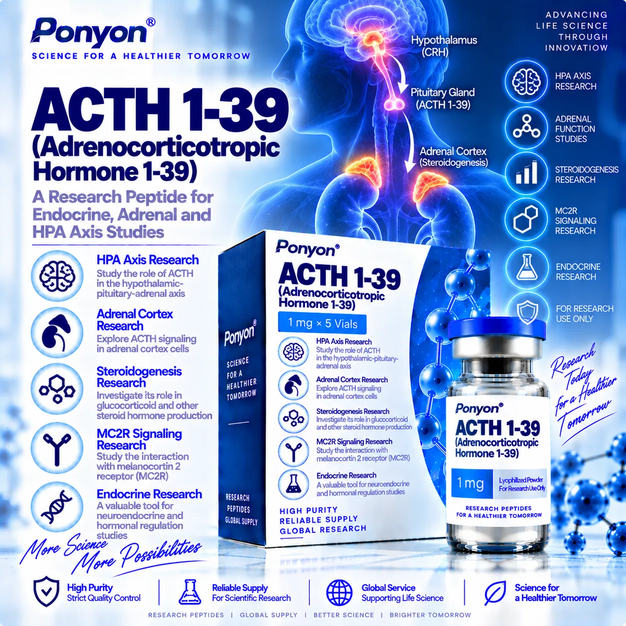 ACTH (1-39) / Adrenocorticotropic Hormone 1-39